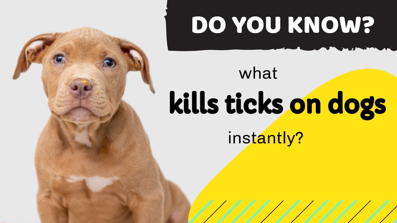 what kills ticks on dogs instantly