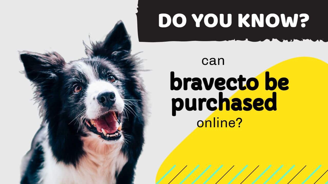 can bravecto be purchased online