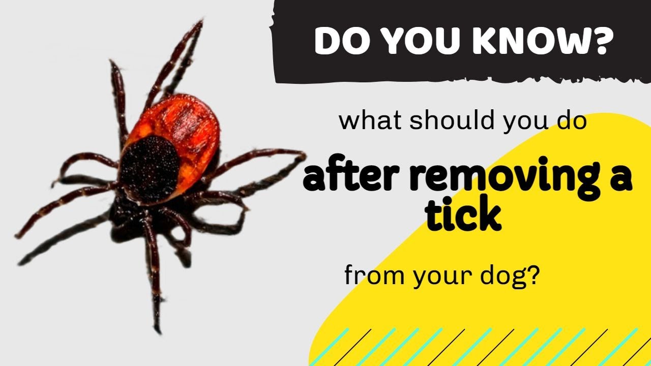 what should you do after removing a tick from your dog