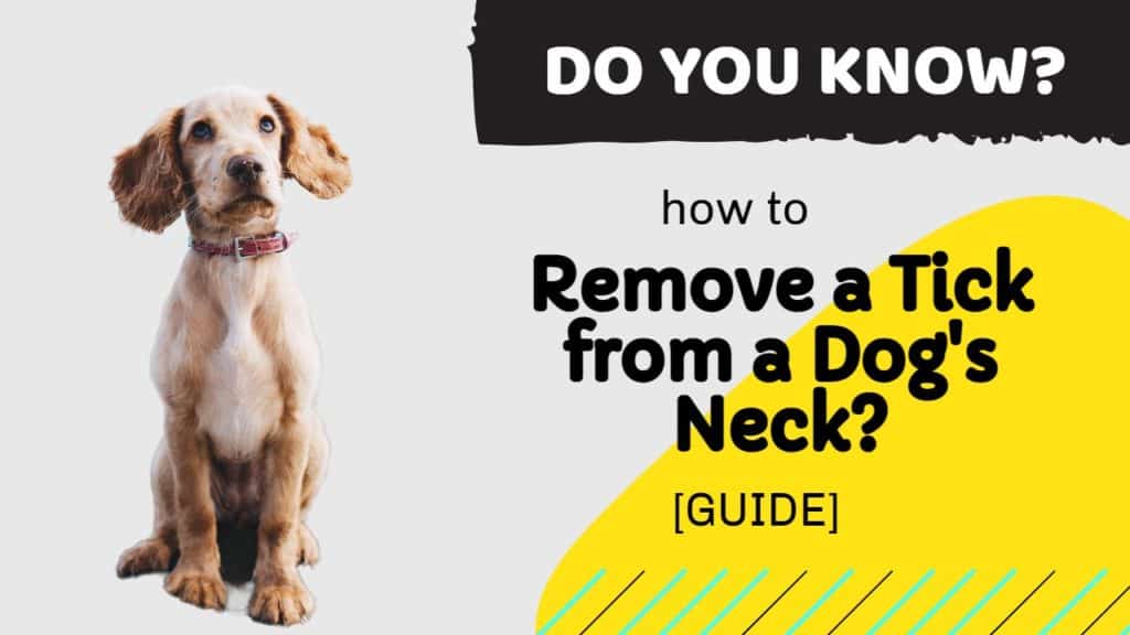 Remove a Tick from a Dog's Neck?