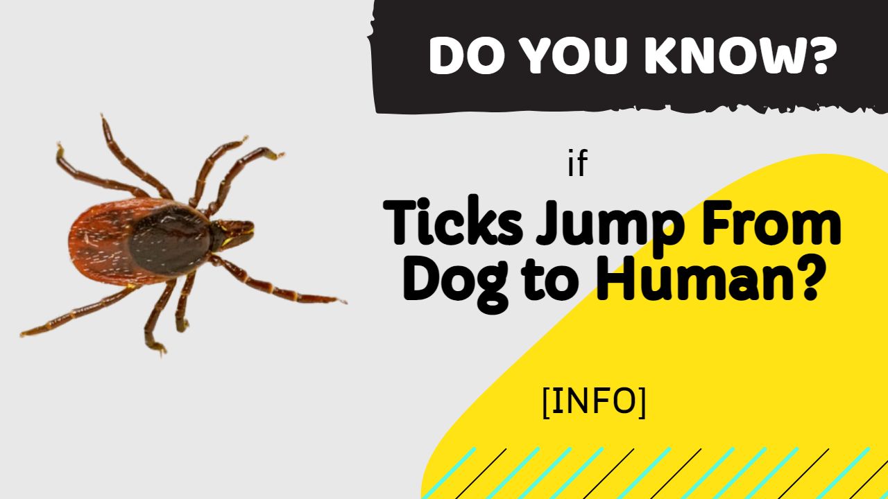 Will Ticks Jump From Dog to Human