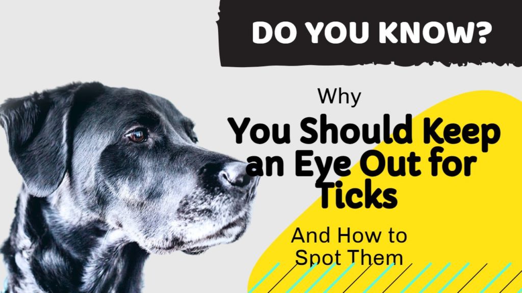 Why You Should Keep an Eye Out for Ticks