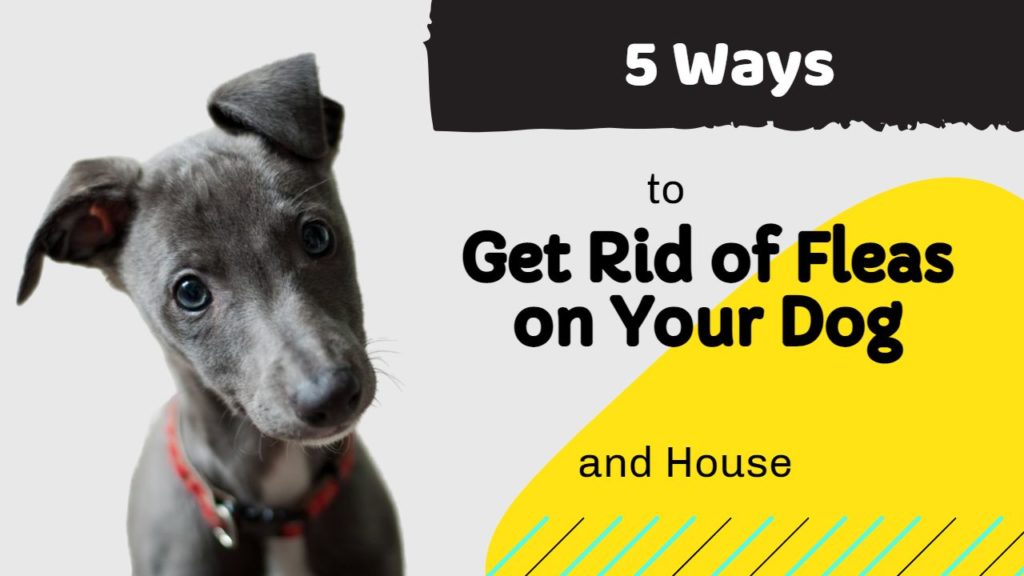 how to Get Rid of Fleas on Your Dog