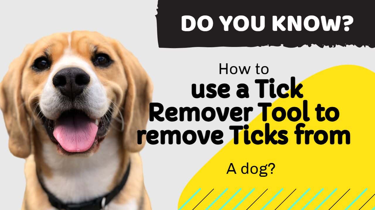 How to use a Tick Remover Tool to remove Ticks from a dog?