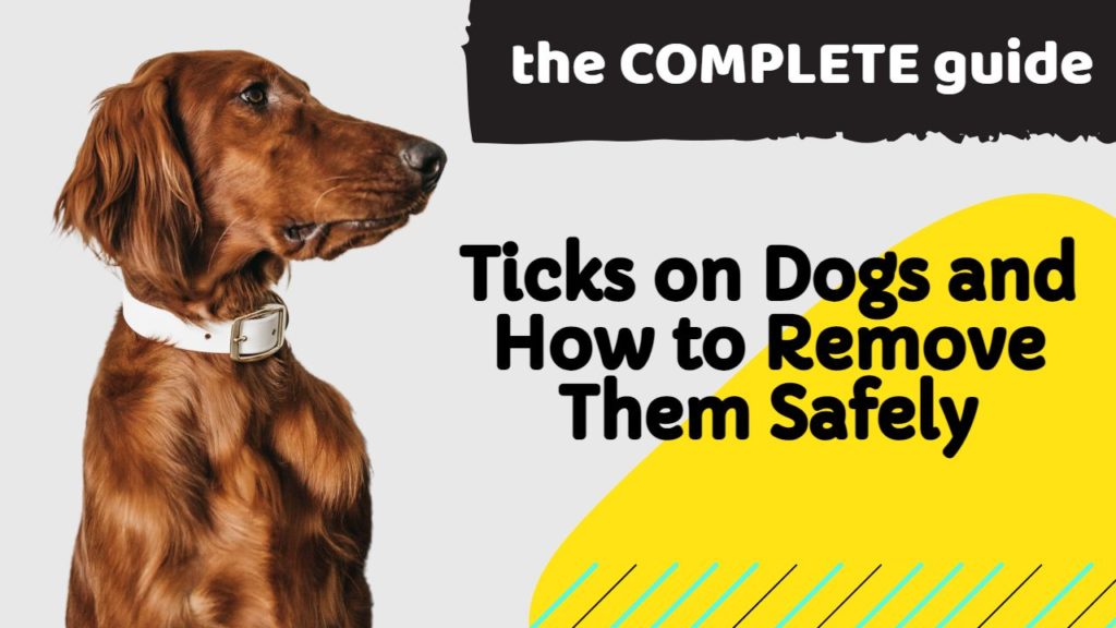 dogs ticks