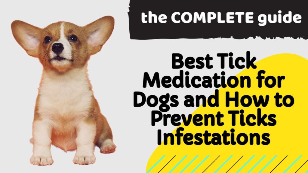 Bravecto for dogs