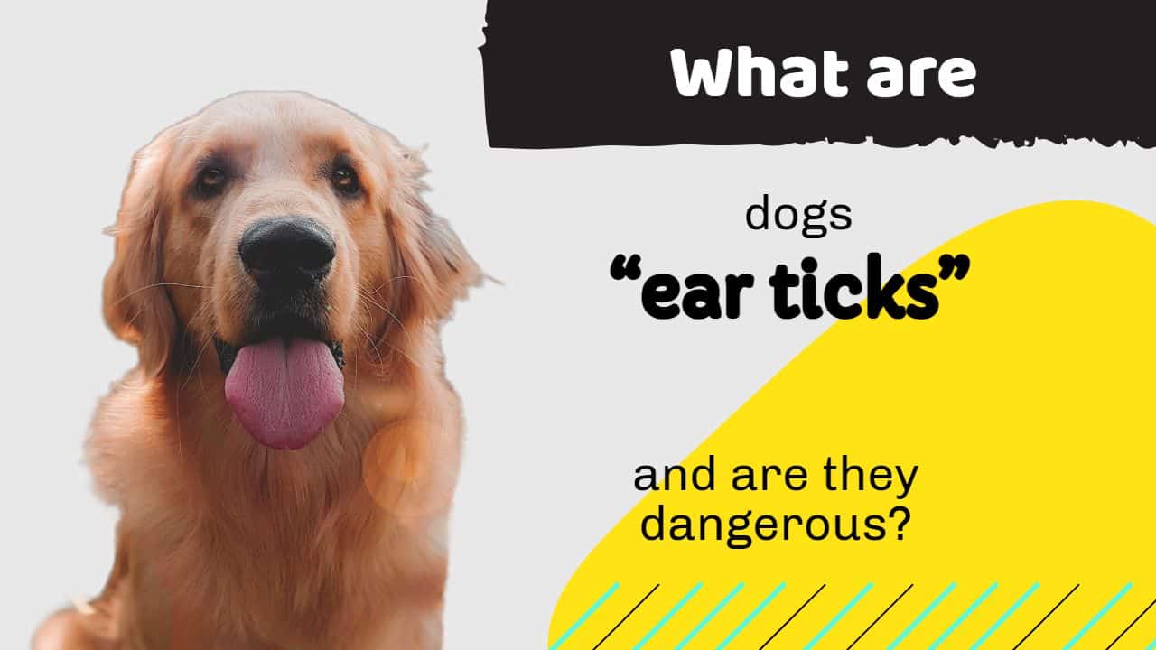 dogs ear ticks