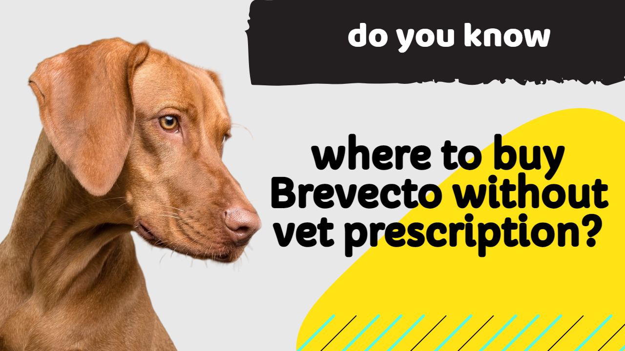 where van i buy bravecto without vet prescription