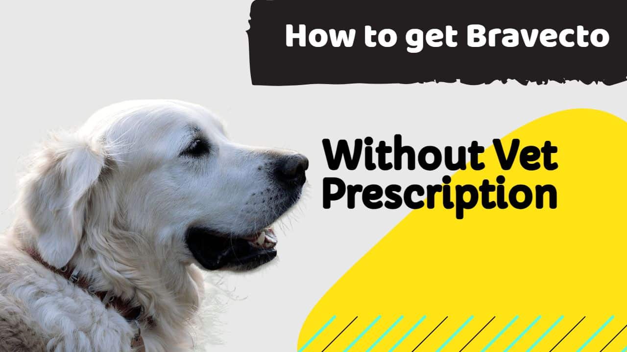 how to get bravecto without vet prescription