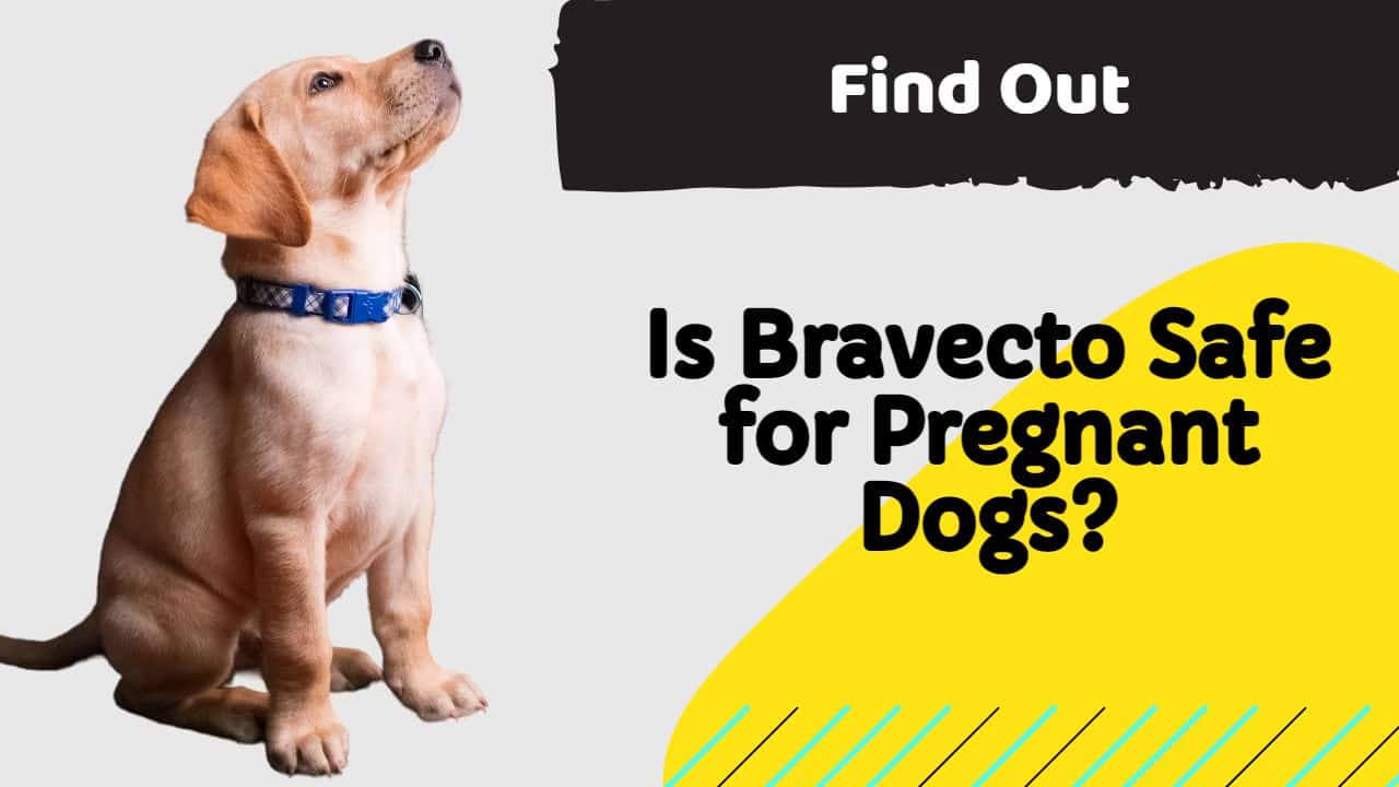 Is Bravecto Safe for Pregnant Dogs
