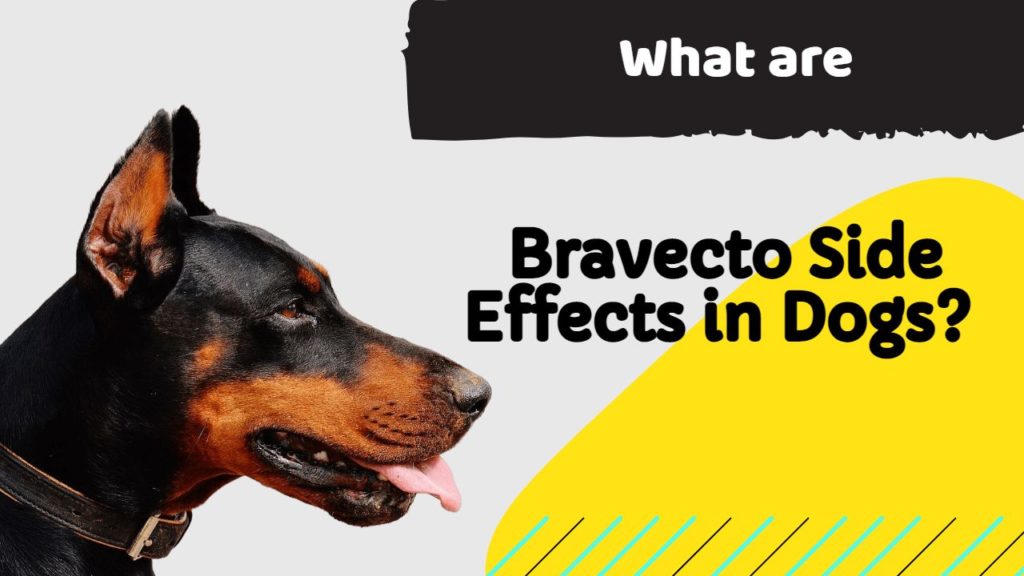 Bravecto Side Effects in Dogs