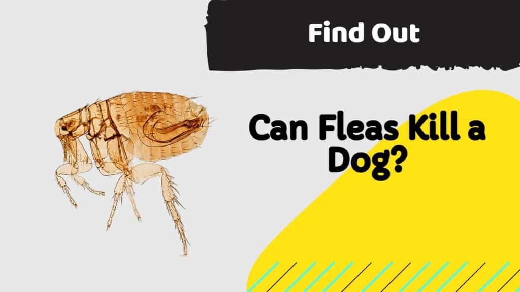can fleas kill a dog