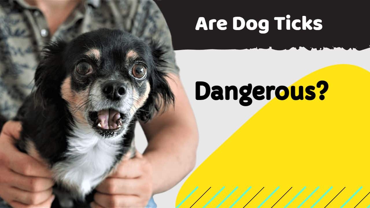 Are Dog Ticks Dangerous