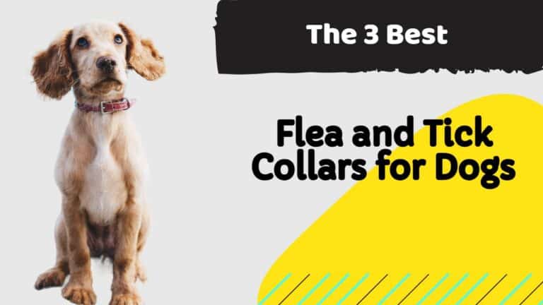 The 3 Best Flea and Tick Collars for Dogs