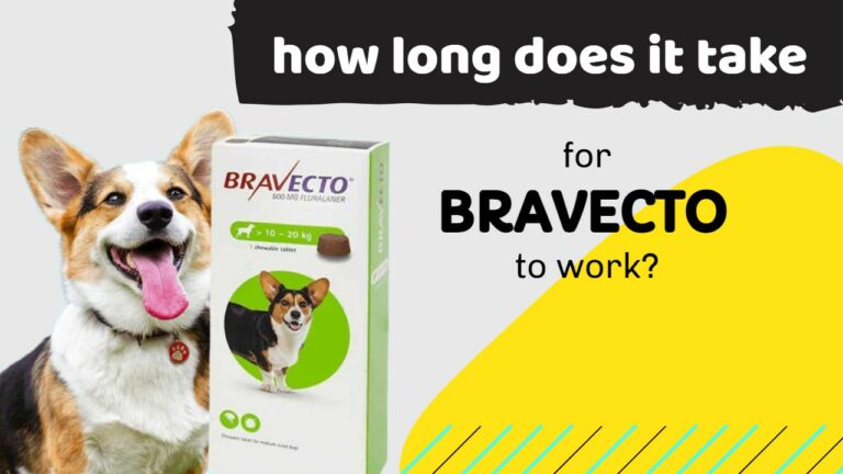 how long does it take for bravecto to work
