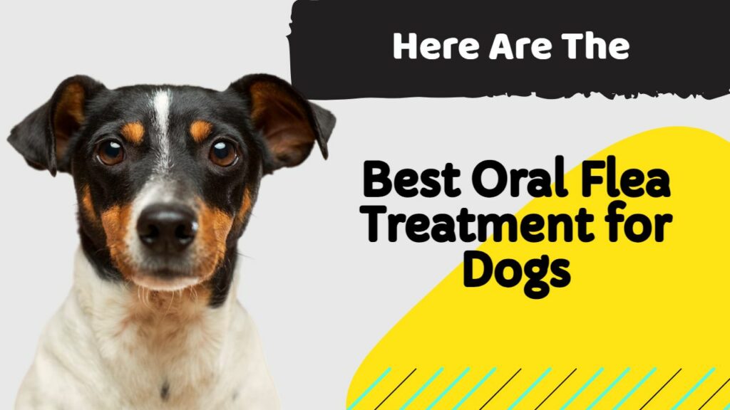 Best Oral Flea Treatment for Dogs