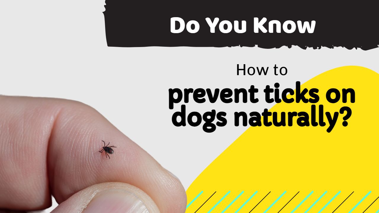 How to prevent ticks on dogs naturally?