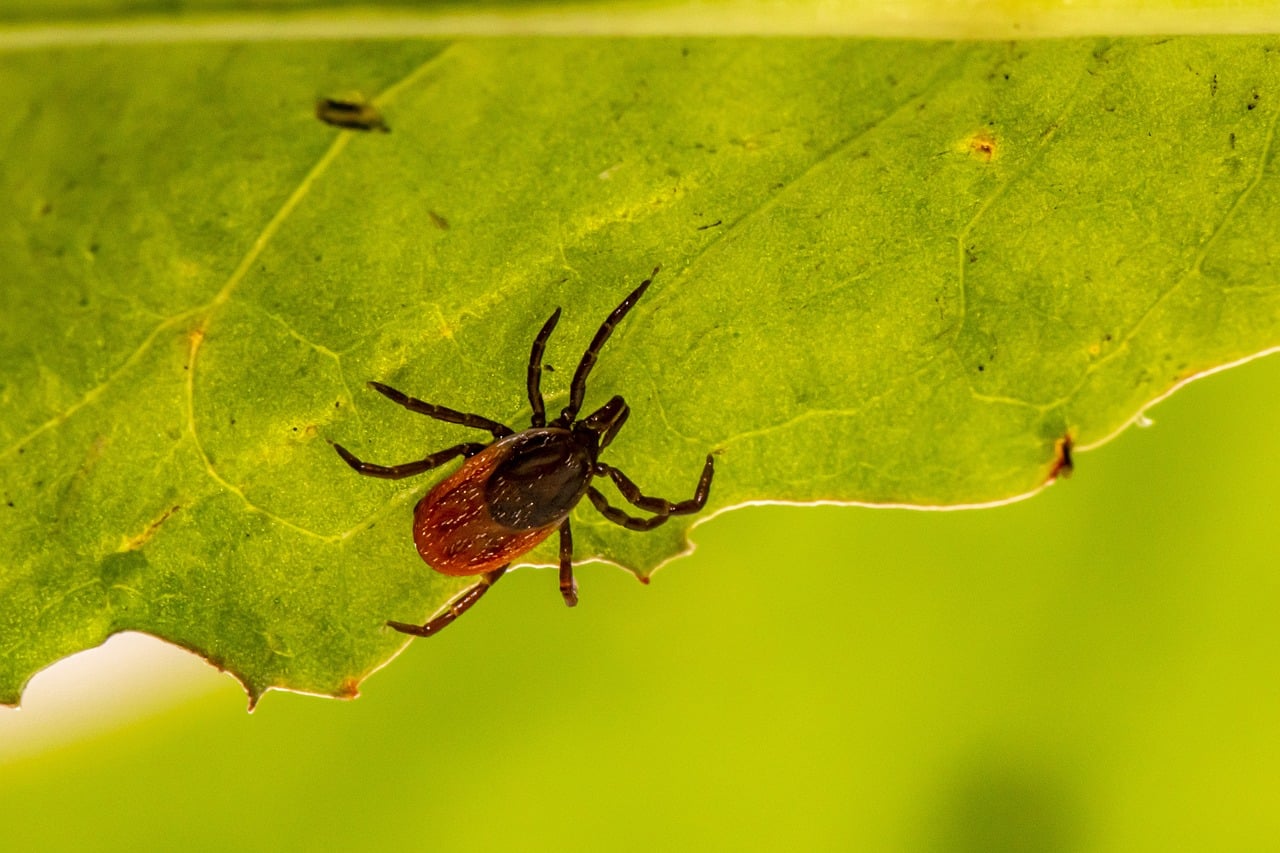 How Common is Lyme Disease in Dogs