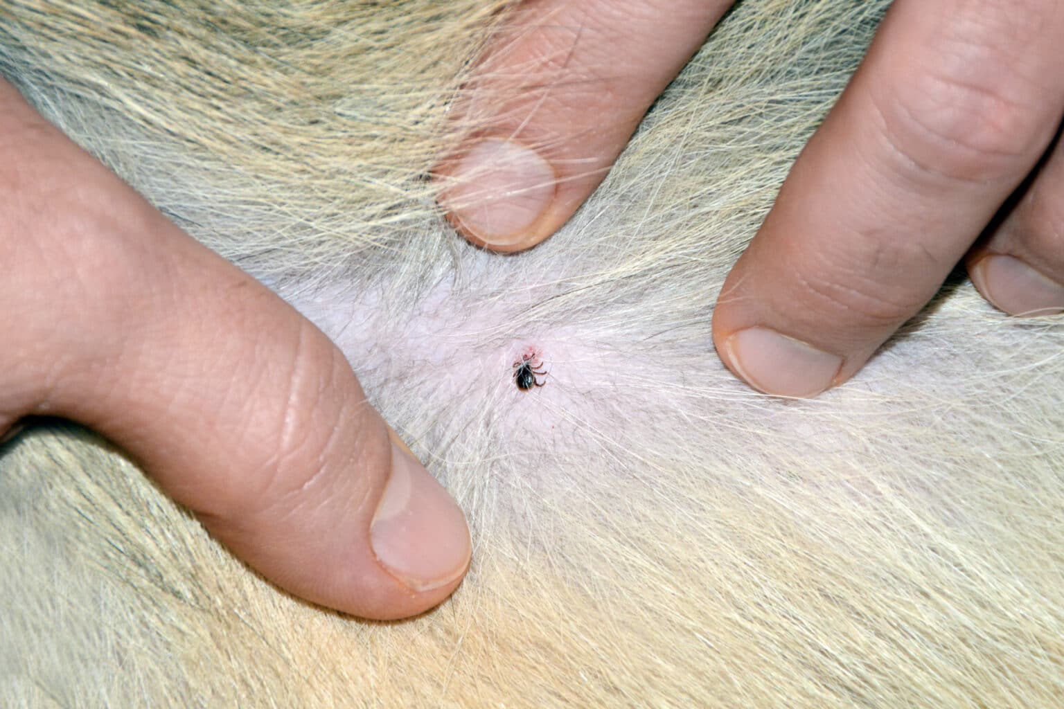 Is it Normal for Dog to Have Ticks? Understanding Tick Infestation in