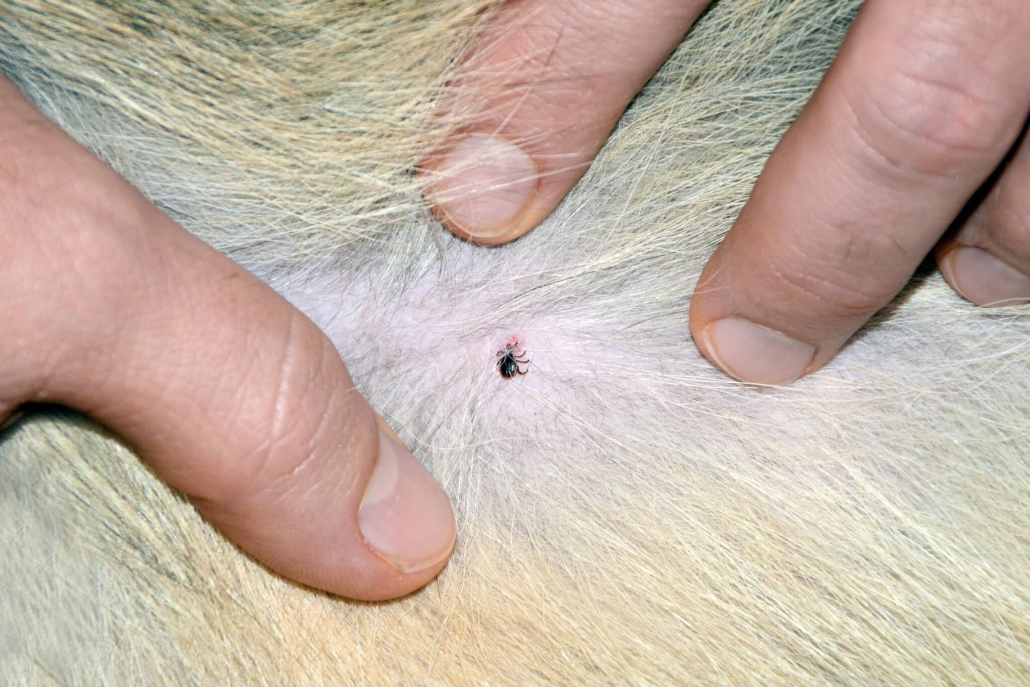 Is it normal for dog to have ticks
