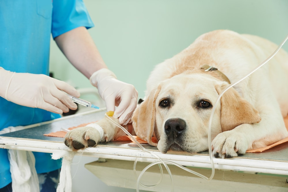 side effects of bravecto flea treatment for dogs