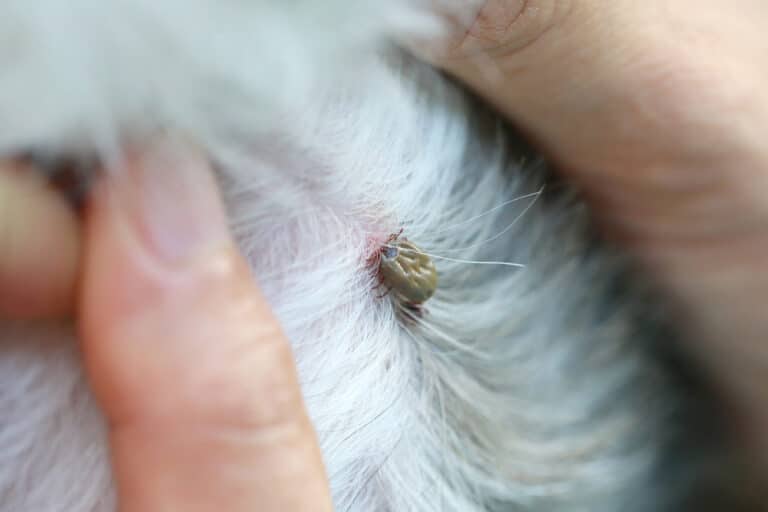 What Happens If a Dog Gets a Tick