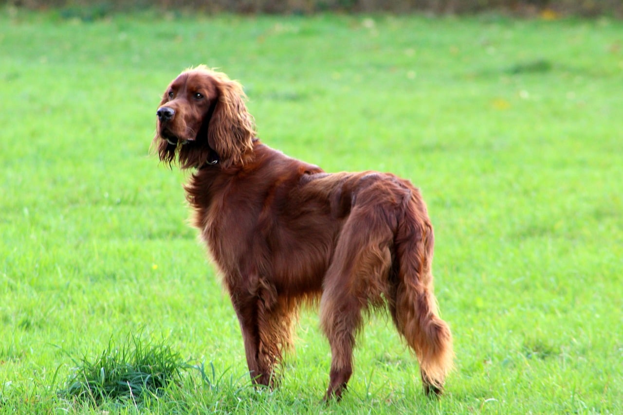 Tick Infestations in Dogs